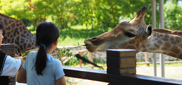 Kids at the zoo feeding a giraffe 