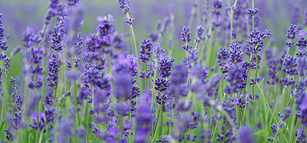 a field of purple lavender flowers